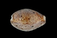 藏品(山貓寶螺)的圖片